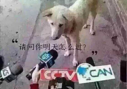 母胎solo是什么意思 母胎solo是什么梗