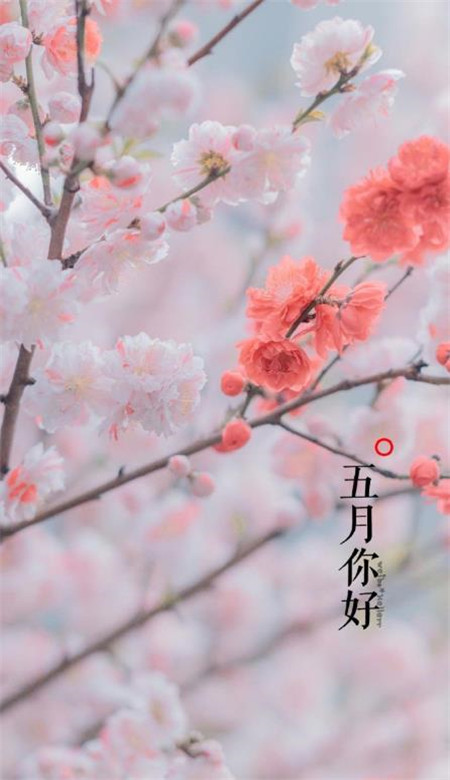 2020五月你好壁紙圖片帶字 五月壁紙高清風景圖