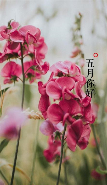 2020五月你好壁紙圖片帶字 五月壁紙高清風景圖