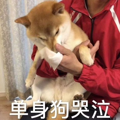 520單身狗專用帶字表情包 2020抖音單身狗表情包圖片大全