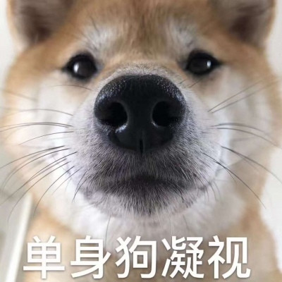 520單身狗專用帶字表情包 2020抖音單身狗表情包圖片大全