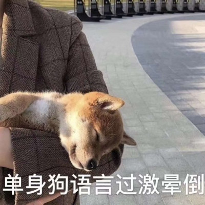 520單身狗專用帶字表情包 2020抖音單身狗表情包圖片大全