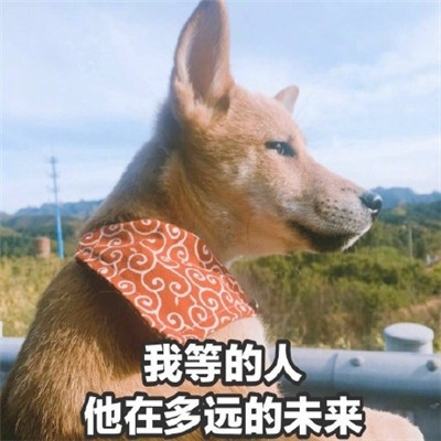 520單身狗專用帶字表情包 2020抖音單身狗表情包圖片大全