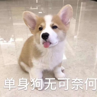 520單身狗專用帶字表情包 2020抖音單身狗表情包圖片大全
