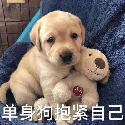 520單身狗專用帶字表情包 2020抖音單身狗表情包圖片大全