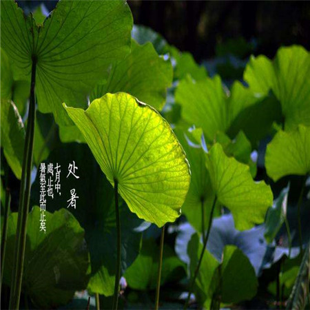 秋季養生日記之處暑 朋友圈的處暑背景圖來了