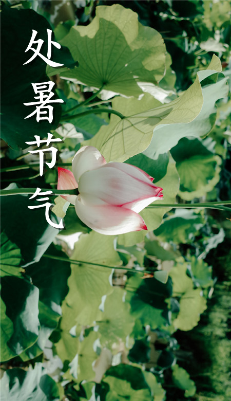 2020處暑節氣手機壁紙清新風 處暑風景壁紙自然風光