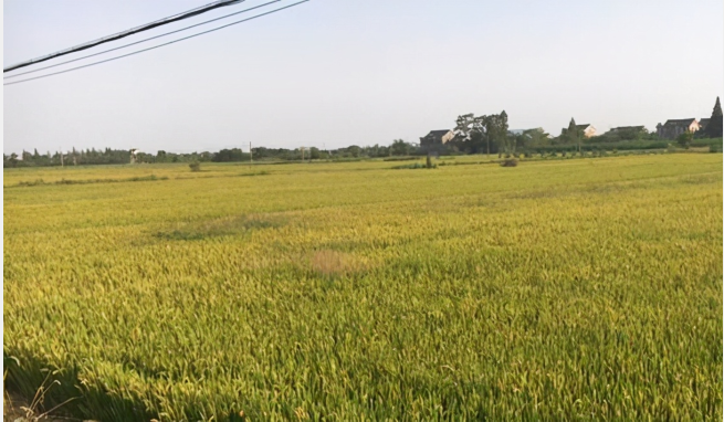 你會(huì)用JSON.stringify()?