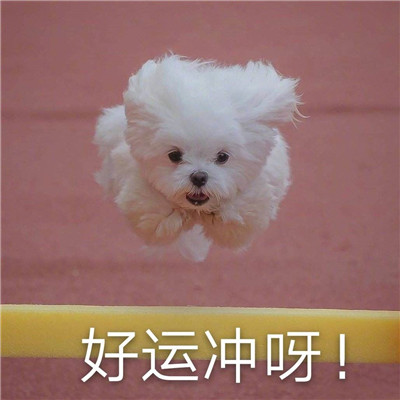 好運(yùn)連連的祝福表情可愛 給你帶來好運(yùn)的微信聊天表情