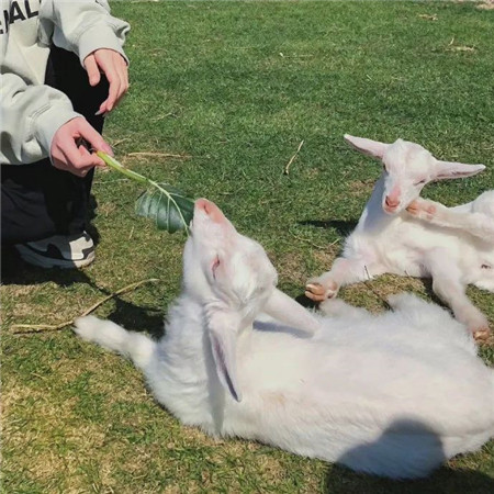暖暖的很舒心的背景圖最新合集 我的可愛和暴躁輪番報到